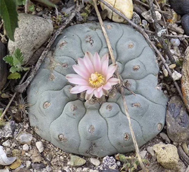 Peyote in flower. Photo by Keeper Trout.