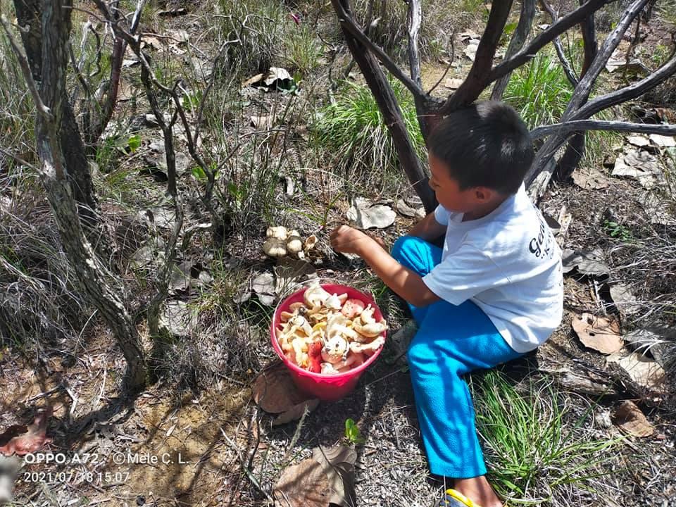 A young Wixárika boy harvests wild mushrooms during the rainy season. Photograph ©Mele Carrillo López 2021
