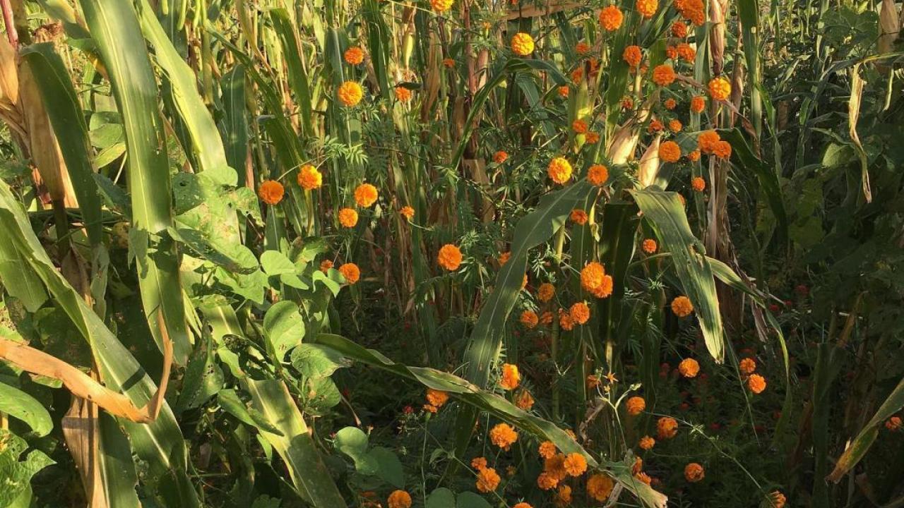 Corn and Marigolds in Tuapurie ~ ©Diana Negrín 2021
