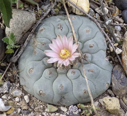 Peyote in flower. Photo by Keeper Trout.